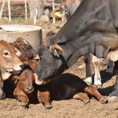 Haasenhof Gastefarm Villa Okahandja Luaran gambar