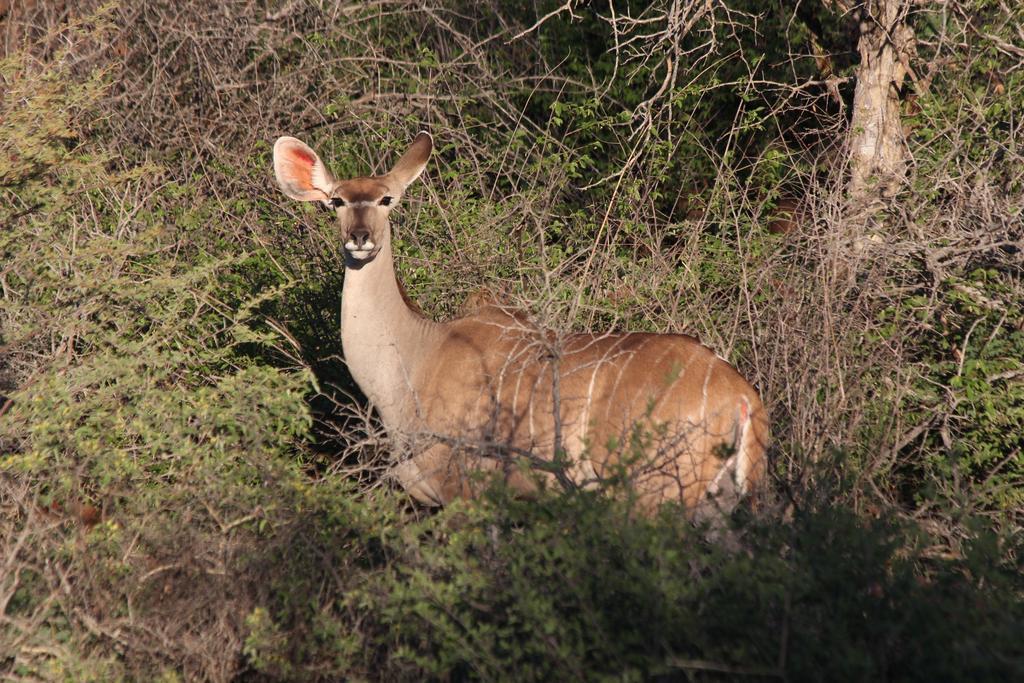 Haasenhof Gastefarm Villa Okahandja Luaran gambar