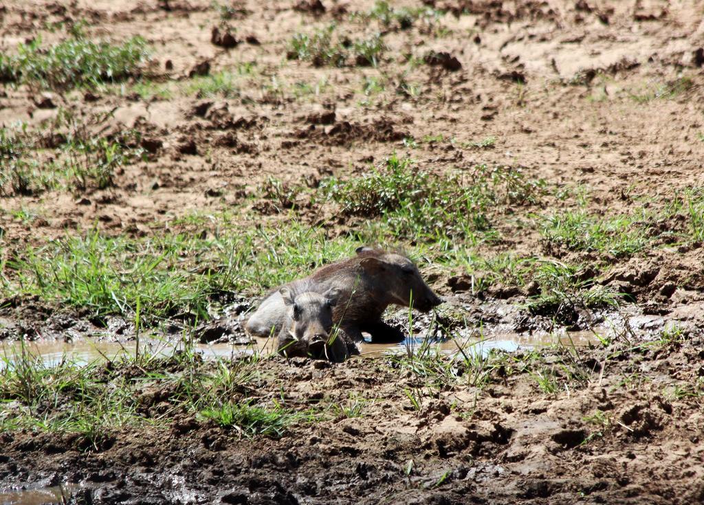Haasenhof Gastefarm Villa Okahandja Luaran gambar
