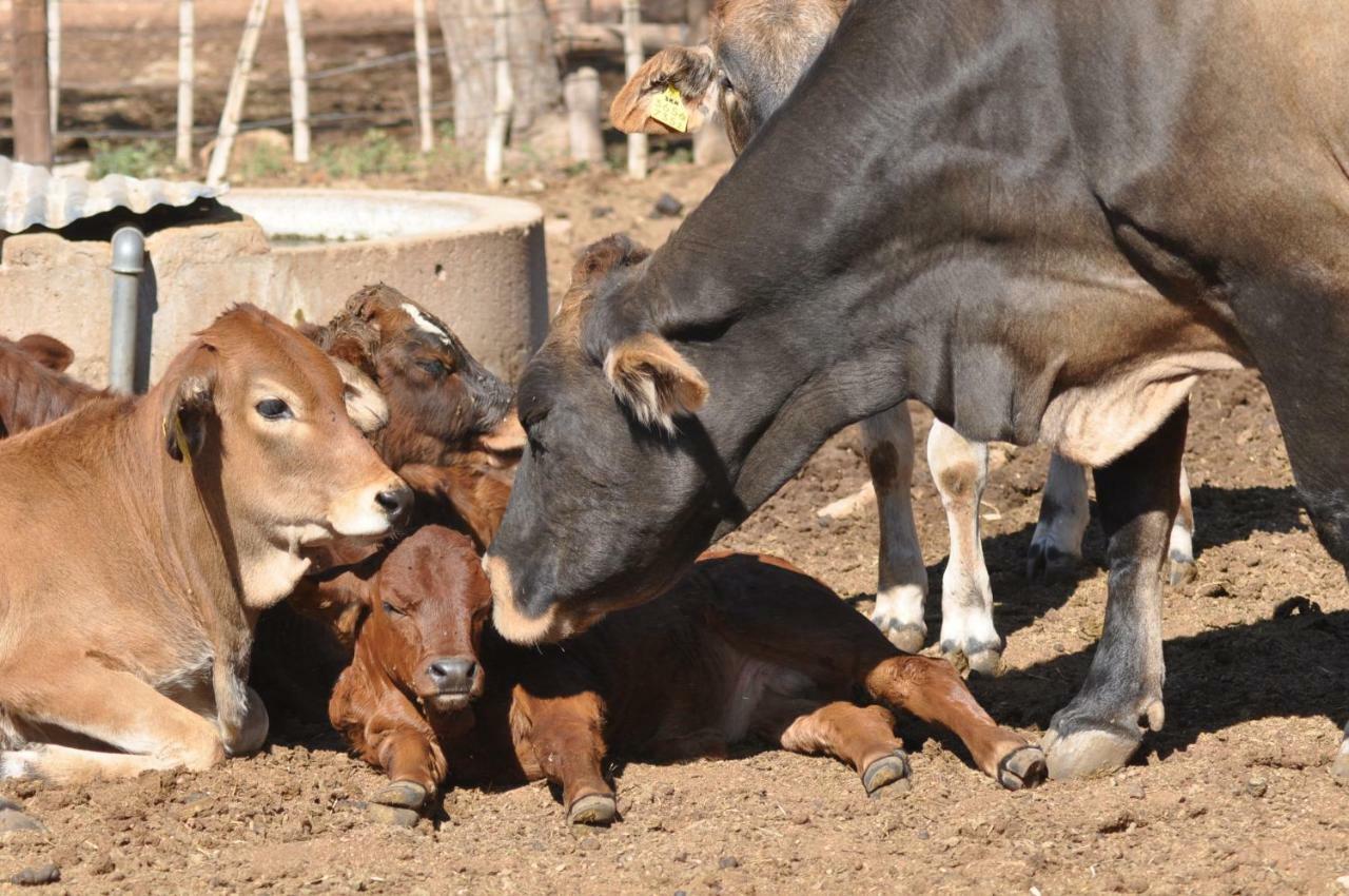 Haasenhof Gastefarm Villa Okahandja Luaran gambar