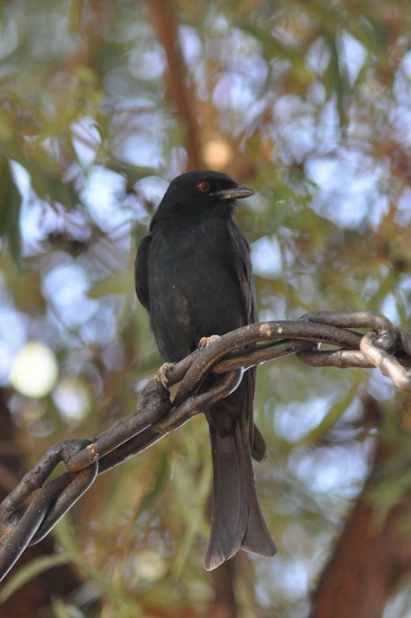 Haasenhof Gastefarm Villa Okahandja Luaran gambar